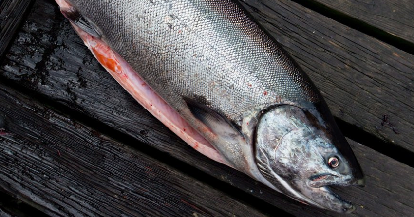 Some Alaskan Salmon Fisheries Lose Ocean Wise Label Amid Concern For BC ...