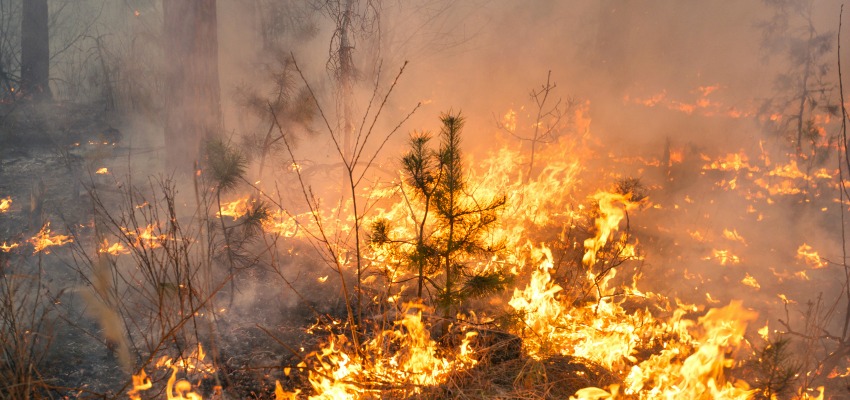 Evacuation Order And Alert Issued As Wildfire Burns Near Puntzi Lake 5294