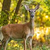 Owner ticketed after off-leash dog injures deer in BC 