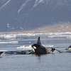 Orcas moved into the Arctic. It could be bad news for other whales, and humans too