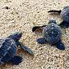 Releasing baby turtles in Mexico is bucket-list breathtaking