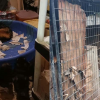 43 German Shepherds seized from ‘irresponsible’ breeder in BC 