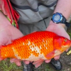 1,746 invasive goldfish removed from pond in BC