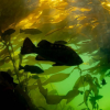 Underwater gardeners work to restore BC's majestic kelp forests