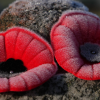 The Royal Canadian Legion turns to Amazon for annual poppy campaign boost