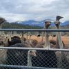 Judge grants temporary reprieve to hundreds of BC ostriches facing avian flu cull