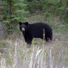 Bear killed after attacking man walking on Metro Vancouver trail with dog