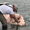 Four-metre-long great white shark washes up on BC beach