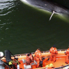 Ship strikes kill thousands of whales. A study of hot spots could map out solutions