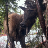 'I could have died': BC hiker frees Roosevelt elk entangled in parachute