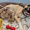 Pregnant pit bull rescued from horrific conditions in Kelowna gives birth to 10 puppies