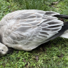 What do you do when a goose dies in your backyard, amid concerns about avian flu?