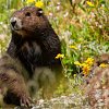 Biscuits and marmot-friendly weather contributing to BC marmot baby boom