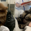 32 Pomeranian dogs seized from ‘irresponsible’ breeder in the Okanagan after puppies die from parvo