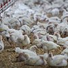 From transmission to symptoms, what to know about avian flu after BC case