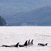 Feds refuse protection order for southern resident orcas, rejecting ministers' advice