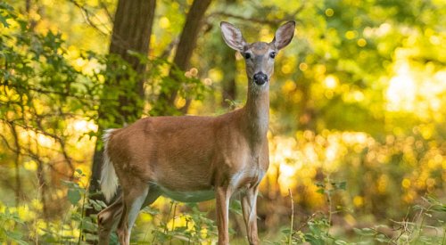 Owner ticketed after off-leash dog injures deer in BC 