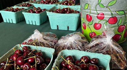 VIDEO: Best place to find Okanagan's limited cherry crop is at your local fruit stand