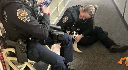 Corgi spooked by fireworks found stranded on rock after tide comes in