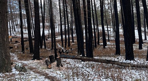 'Important part of wildfire recovery’: Salvage harvesting gets underway in Rose Valley